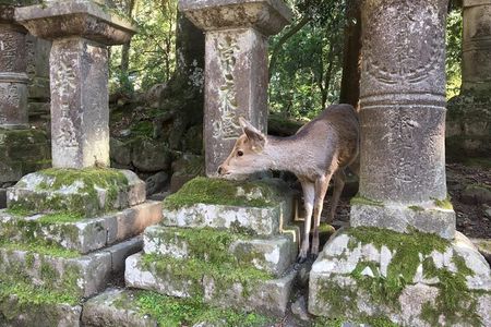 Private Half-Day City of Nara Guided Tour