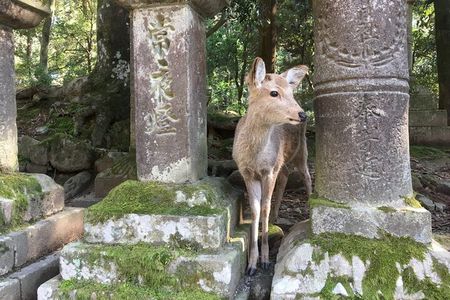 3-Hour Private Guided Tour of Nara Park