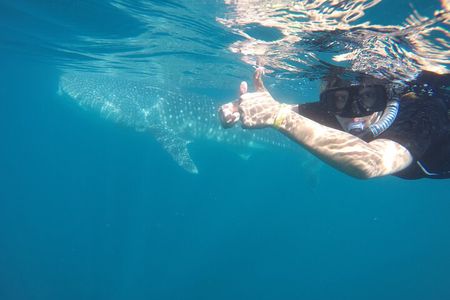 Whale sharks and sea lions snorkeling plus Balandra beach lunch