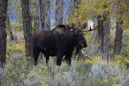 Yellowstone National Park - Private Lower Loop Adventure
