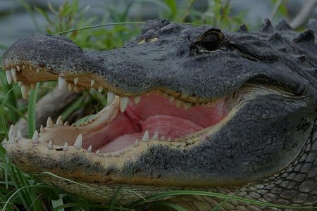 Airboat Rides Florida Everglades Captain Wayne