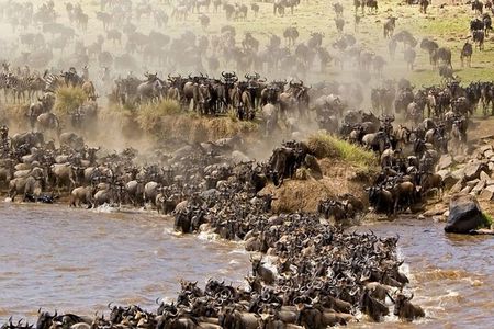 PRIVATE Wildebeest Calving Safari, Tanzania, January to March 