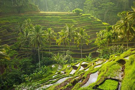 Bali Customized Private Tour 