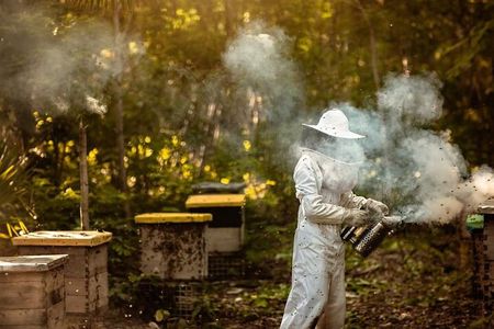 Cozumel: Bee Farm + Honey & Chocolate Tasting + Sightseeing