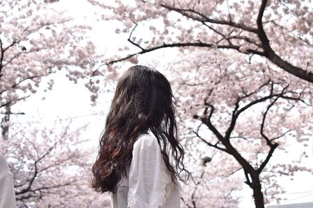 2025 Cherry Blossom East Day Tour in Jeju with UNESCO