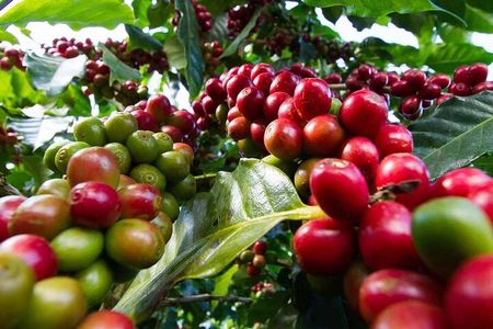 Tour to Fairview Coffee Farm Tour with Coffee Testing