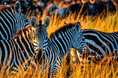 4 Days Tanzania Private Mid-range Safari Tour 