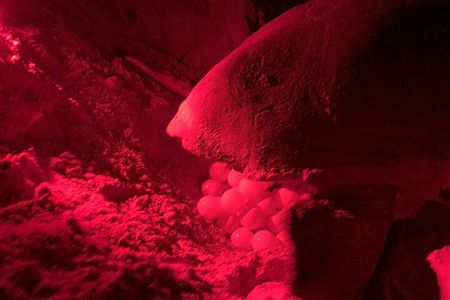 4 Hours Guided Turtle Watch Expedition in Ervatão