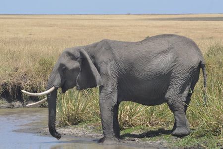 3-Days Masai Mara Rhythms Safari