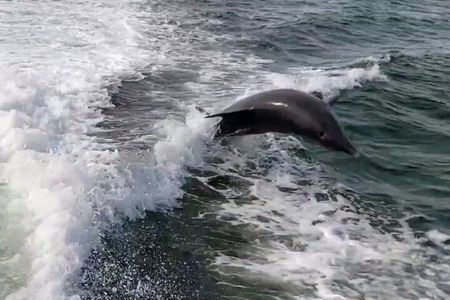 Private boat tours for dolphin watching near treasure island