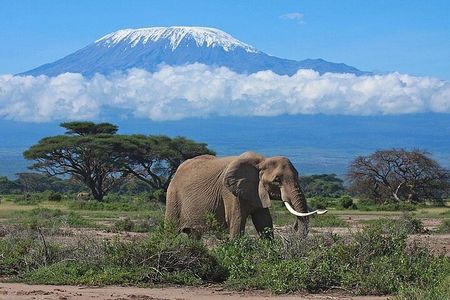 3 Days Group Joining Safari to Amboseli National Park