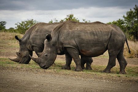 3 Days Tanzania Private Luxury Safari to Serengeti & Ngorongoro