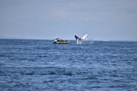 Maine Whale Watching Tour in Portland