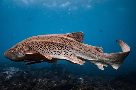 Julian Rocks: Premier Snorkeling Tour Byron Bay