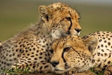 9 Days 8 Nights Classic Safari Tour in Kenya and Tanzania 