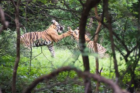 7 Days Golden Triangle Tour with Ranthambore Delhi Agra & Jaipur