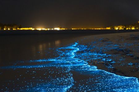 Magical Bioluminescent Night Dive 