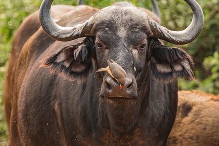 2 Days Tanzania Midrange Group Join Safari 