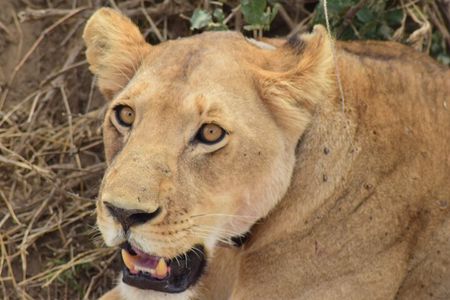 The Best 4 Days Serengeti & Ngorongoro Private Mid-range Safari