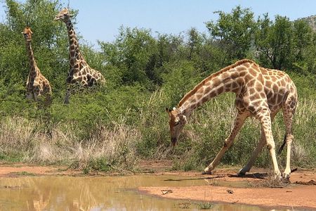 Pilanesberg Safari Tour from Johannesburg.
