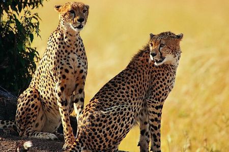 Unforgettable 5 days Tanzania Private Budget Camping safari