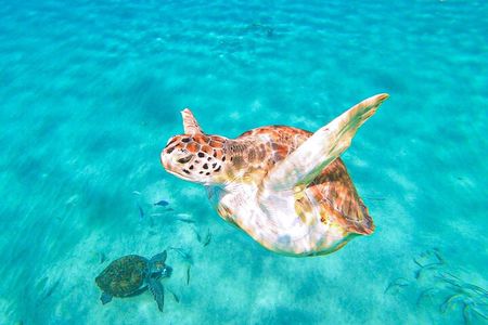Swim with Turtles at Turtle Bay, Curacao: Boat, Blue Room Cave