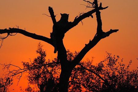 Safari Game Drive in Private Reserve out of Hoedspruit