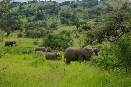 One Day Akagera National Park Safari From Kigali