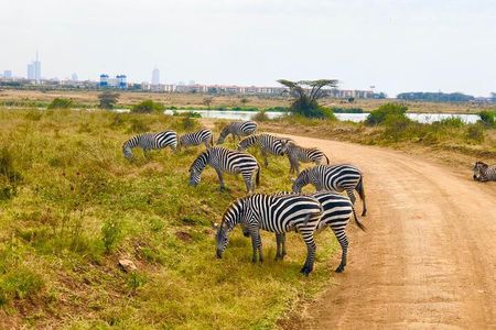 Nairobi National Park Private Half Day Tour