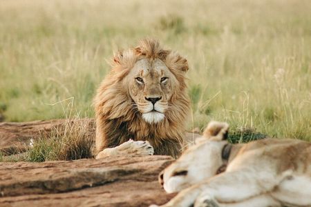 5 Days of Kenyan Magic: A Whirlwind Safari Adventure