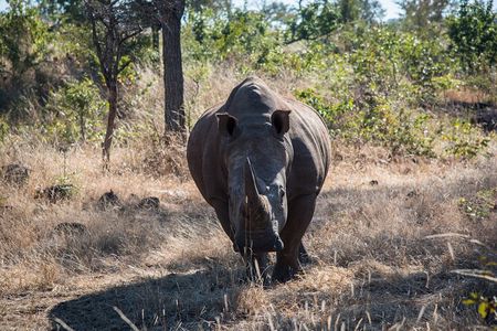 The Mosi oa Tunya National Park Game Drive