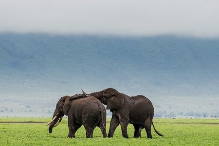 3 Day Safari Expedition from Arusha