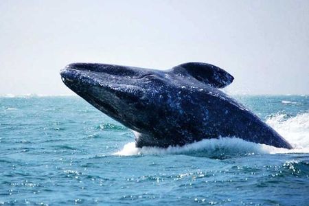 Whale Watching Tour 