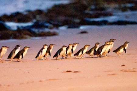 Small Group Tour of 2-7pax in Phillip Island & Churchill Island