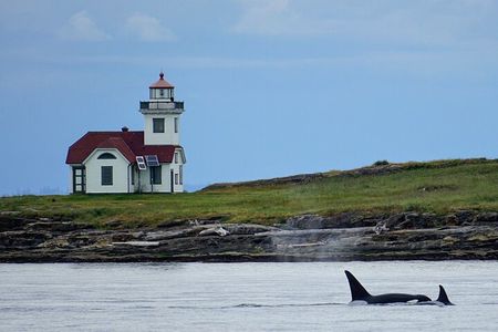 Orca whale tour near Seattle
