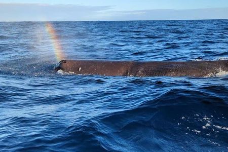Whale Dream ltd - Whales watching and swim with dolphins 