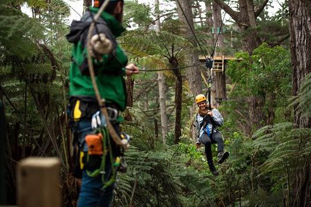 Adventurous Zipline Tour in Coromandel 