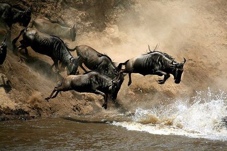 4 Days Masai Mara and Lake Nakuru Budget Safari Meals included
