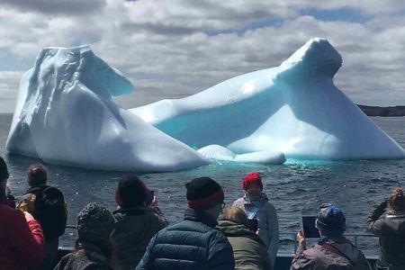 Birds and Bergs in Newfoundland