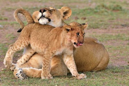 Half Day Safari at Nairobi National Park