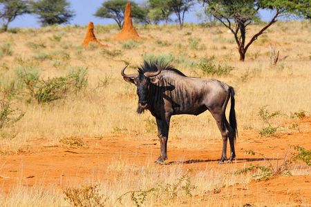 2 Days Luxury Safari Tour in Tarangire & Ngorongoro