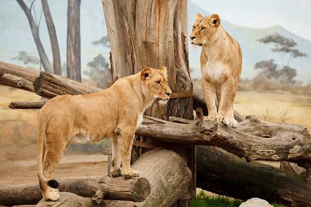 3 Days Midrange Safari At Serengeti and Ngorongoro