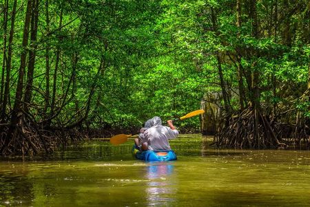 Mangrove Kayak Tour | Manuel Antonio
