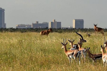 Nairobi National Park and Giraffe Center day Tour
