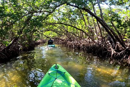 Mangrove Tunnels Pedal Kayak Eco-Tour in Anna Maria