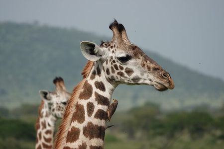 6 Days Mid-Range Tanzania Safari