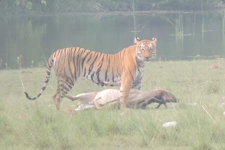 3 Nights 4 Days Bardia Tiger Tracking Tour | Bardia Jungle Safari