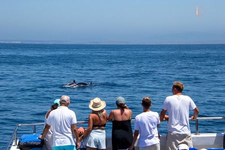 Cetacean Watching Tour