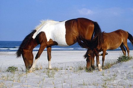Assateague Island Cruise Departs from Ocean Pines