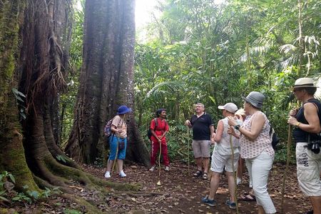 Bali Jungle Escapade: Rainforest and Waterfall Trekking